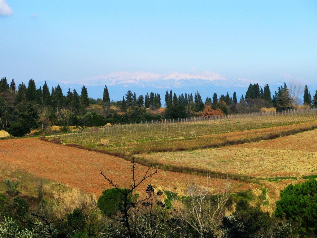 Agriturismo Martignana Alta 恩波利 外观 照片